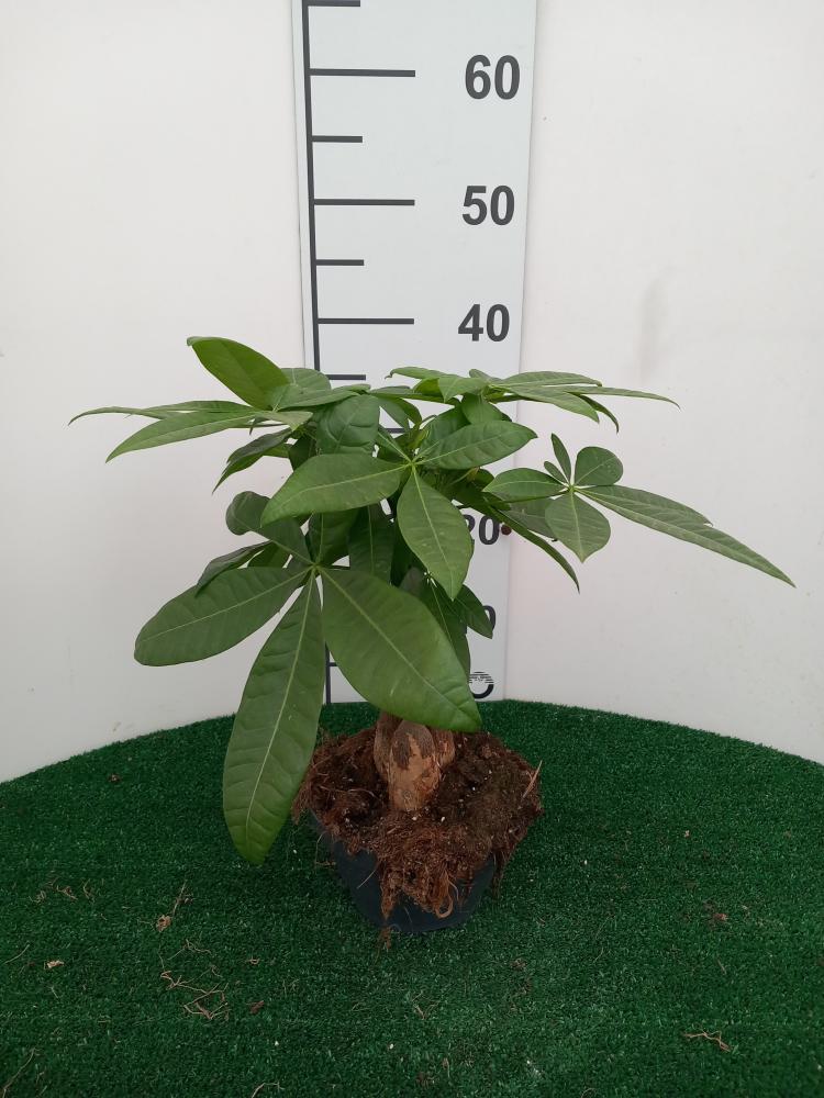 PACHIRA AQUATICA CP17