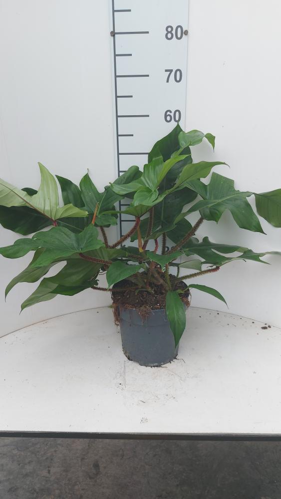 PHILODENDRON SQUAMIFER. TOUFFE VP21 