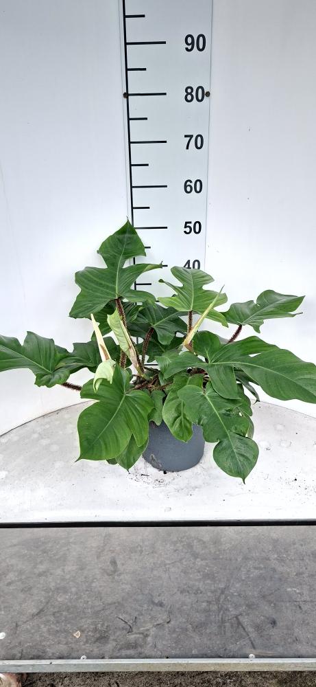 PHILODENDRON SQUAMIFER. TOUFFE VP21 