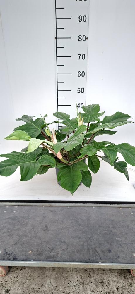 PHILODENDRON SQUAMIFER. TOUFFE VP21 