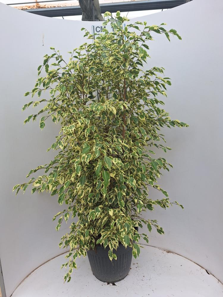 FICUS TWILIGHT VP35