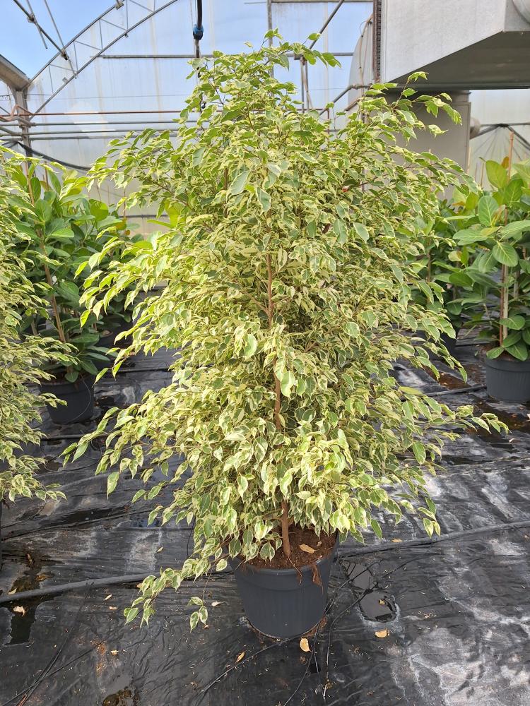 FICUS TWILIGHT VP35