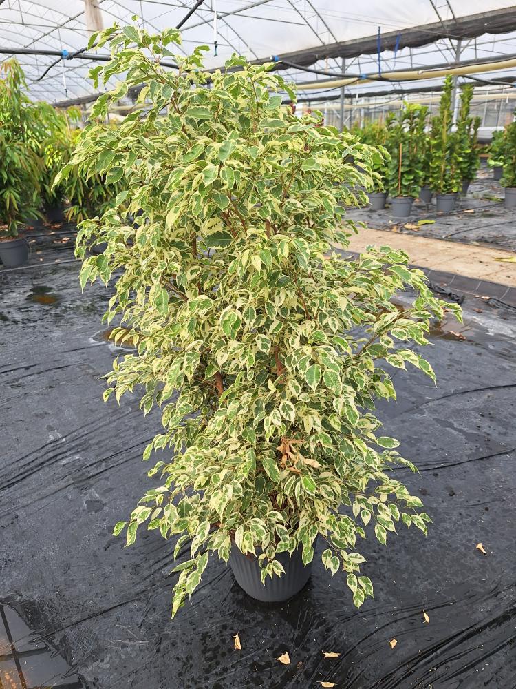 FICUS TWILIGHT VP35