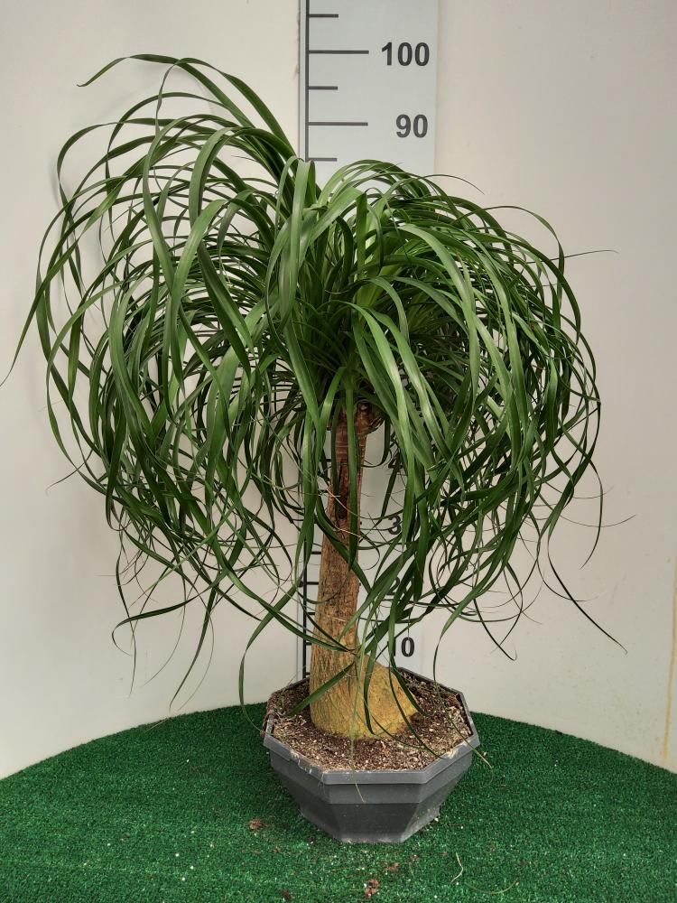 BEAUCARNEA CP26