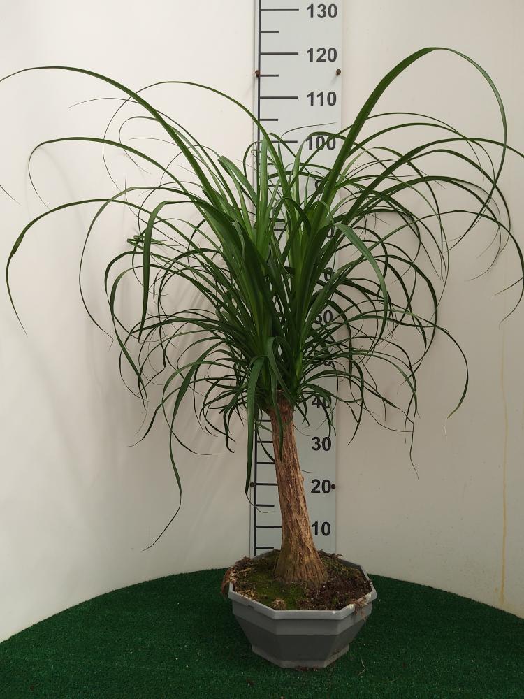 BEAUCARNEA CP26