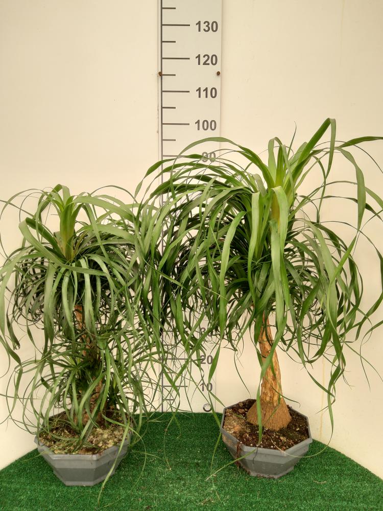 BEAUCARNEA CP26