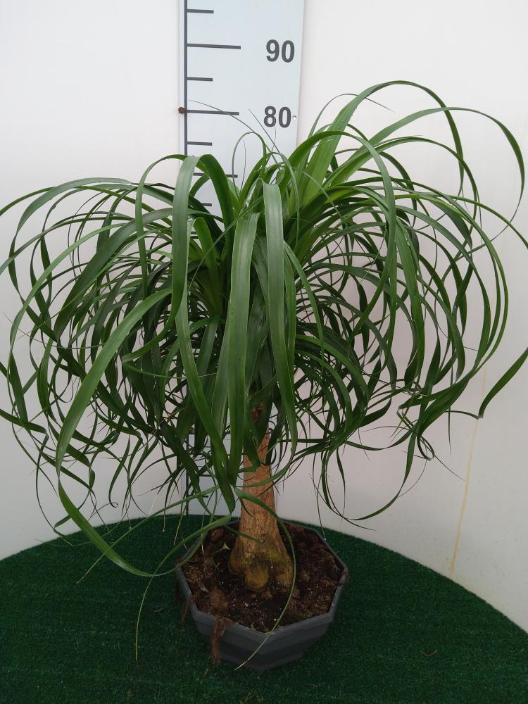 BEAUCARNEA CP26
