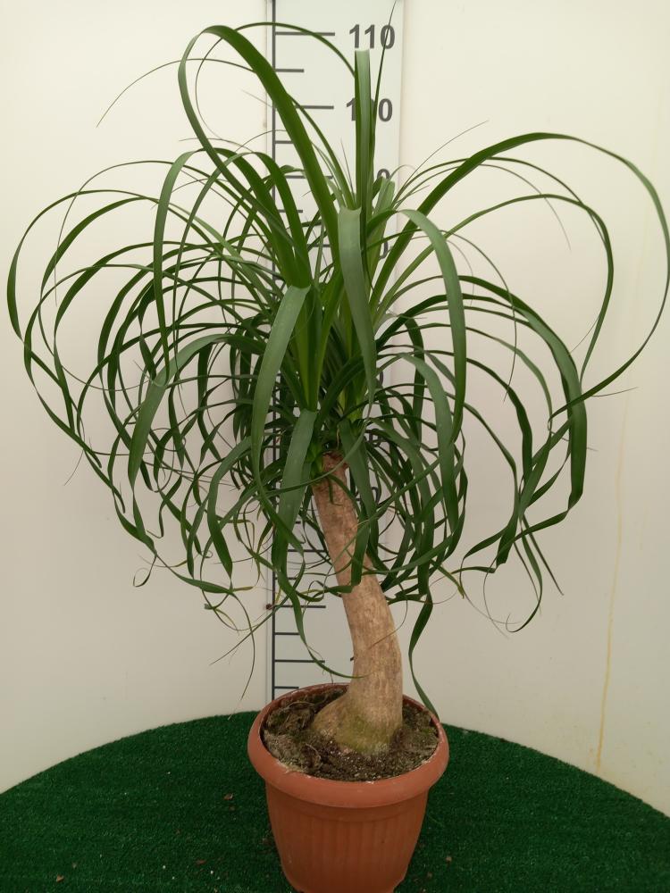 BEAUCARNEA CP26