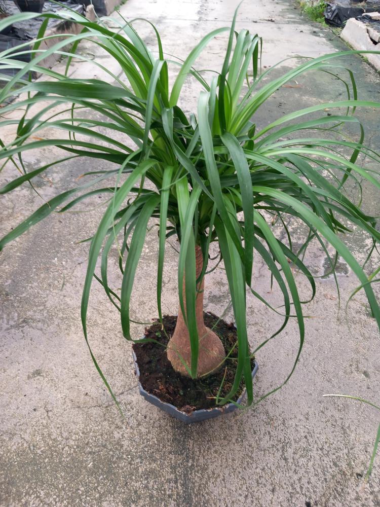BEAUCARNEA CP26