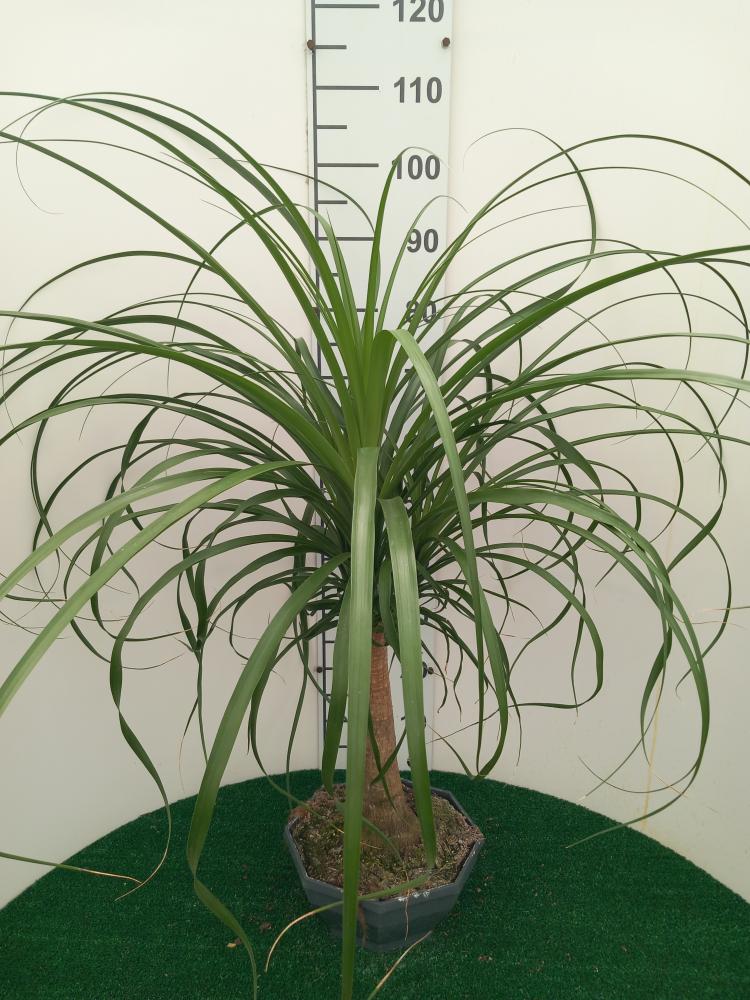 BEAUCARNEA CP26
