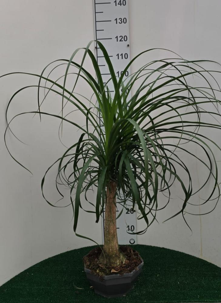 BEAUCARNEA CP26