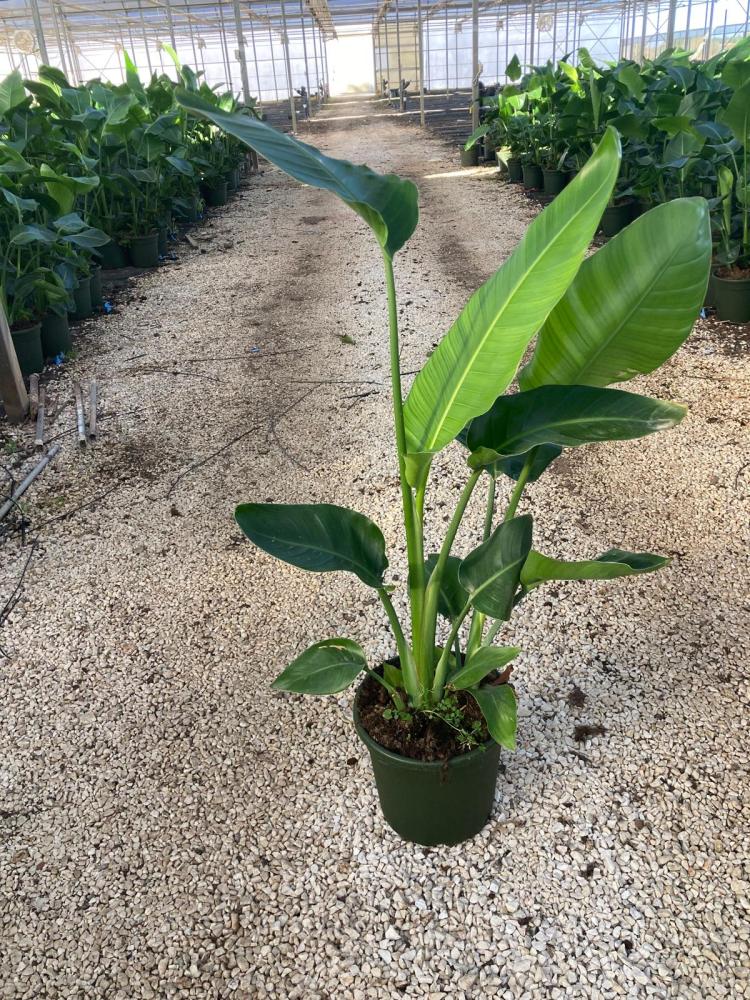 STRELITZIA AUGUSTEA VP22