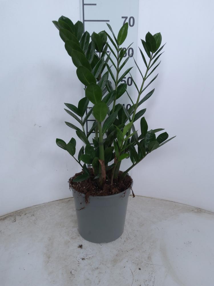 ZAMIOCULCAS VP21 2/3