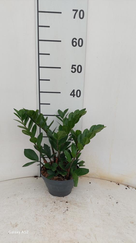 ZAMIOCULCAS CP17