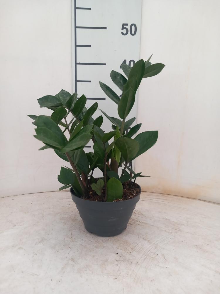 ZAMIOCULCAS CP17