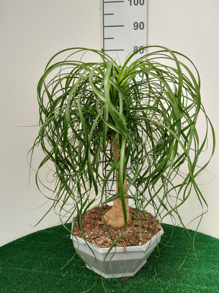 BEAUCARNEA CP32