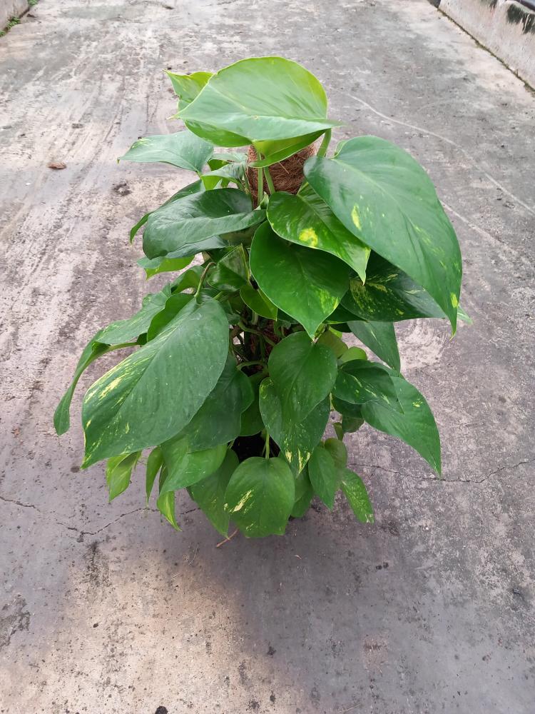 SCINDAPSUS AUREUS H60 VP17