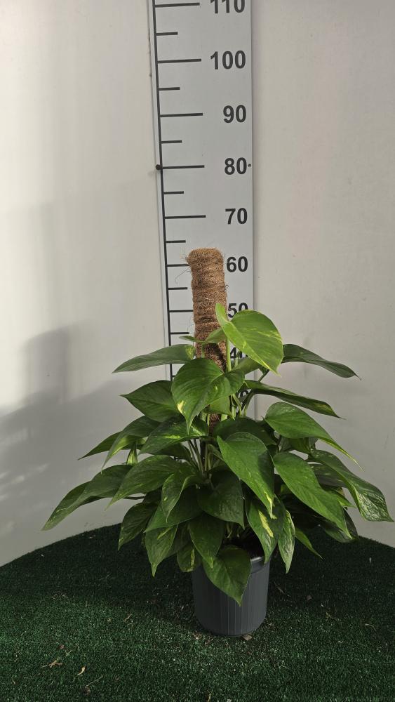 SCINDAPSUS AUREUS H60 VP17