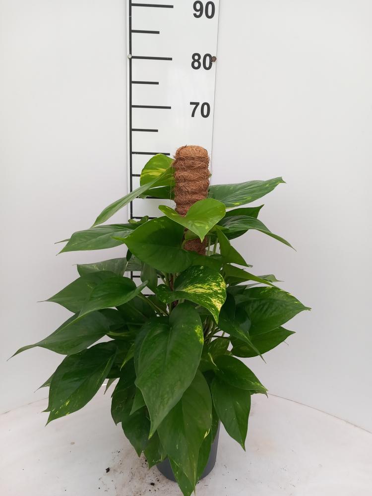 SCINDAPSUS AUREUS H60 VP17