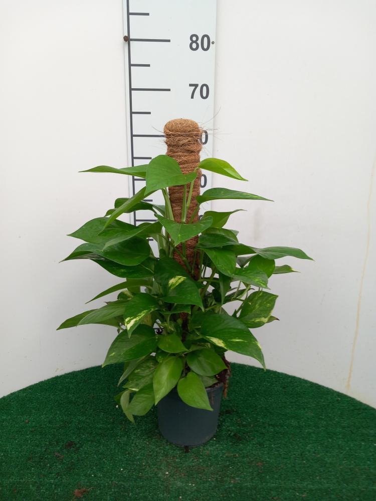 SCINDAPSUS AUREUS H60 VP17