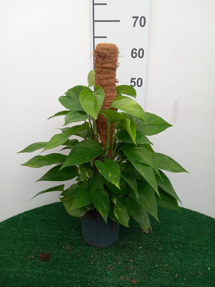 SCINDAPSUS AUREUS H60 VP17