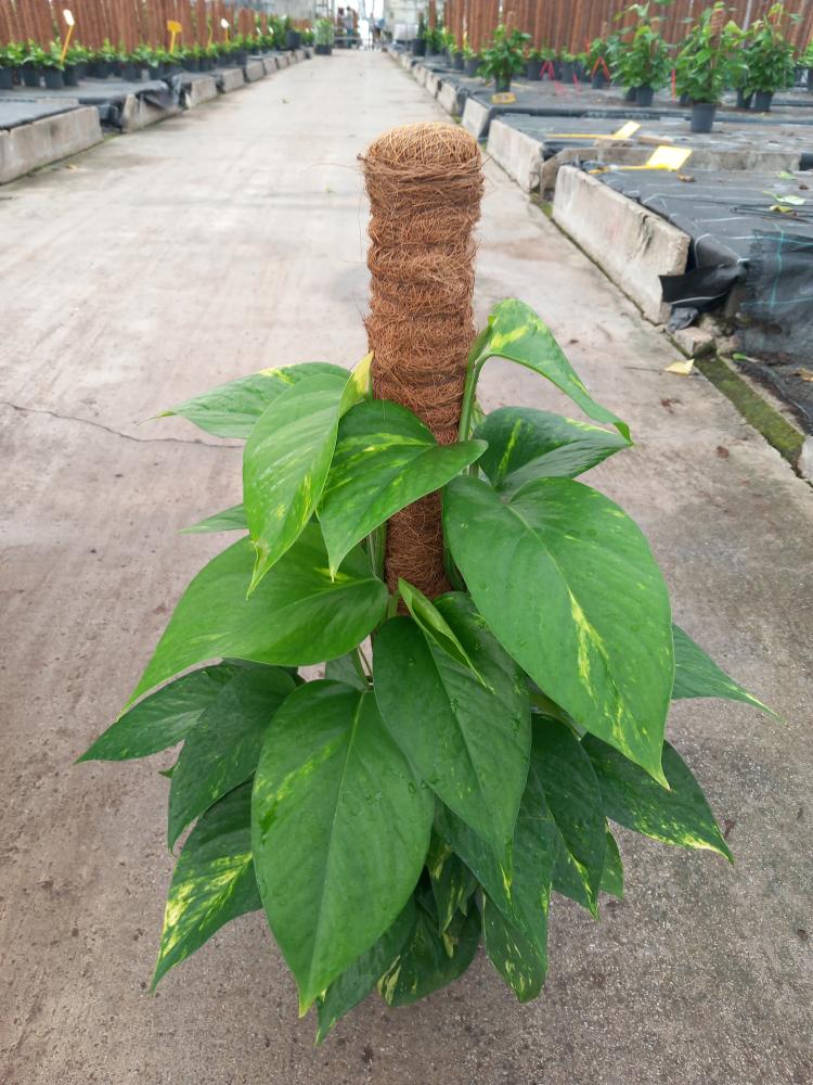 SCINDAPSUS AUREUS H60 VP17