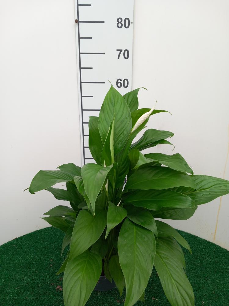 SPATIPHYLLUM PEARL CP17