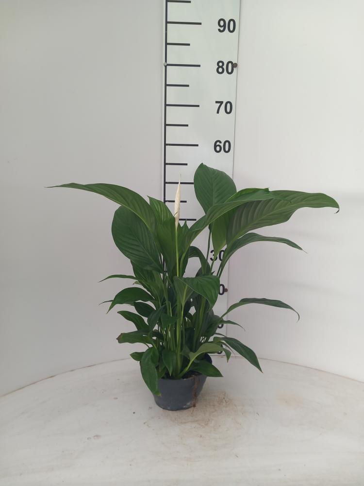 SPATIPHYLLUM PEARL CP17