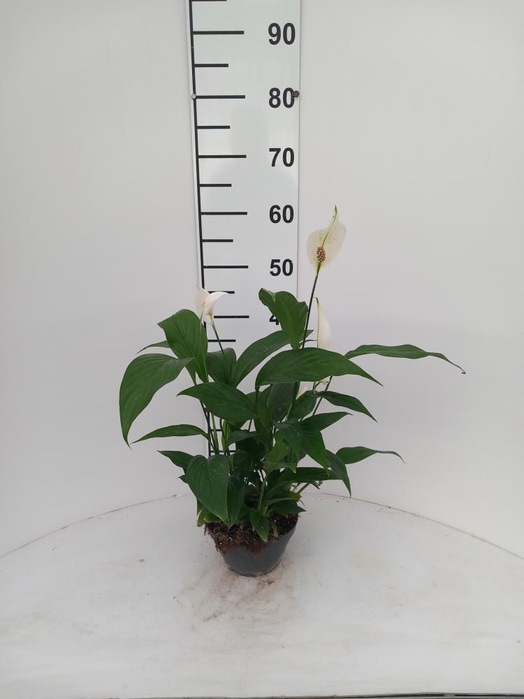 SPATIPHYLLUM PEARL CP17