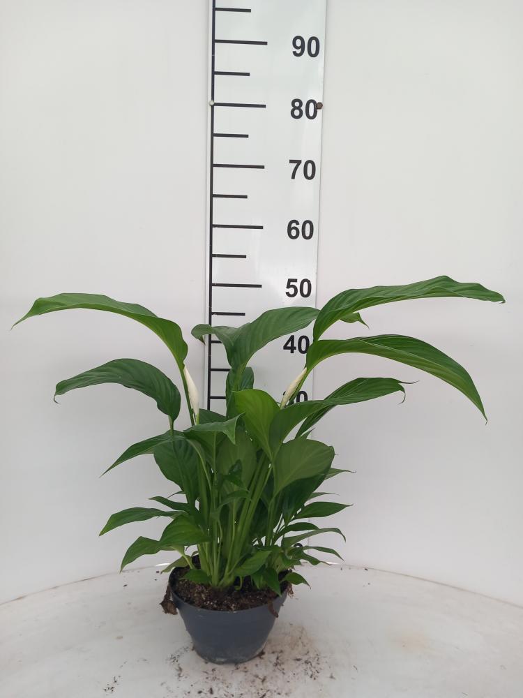 SPATIPHYLLUM PEARL CP17