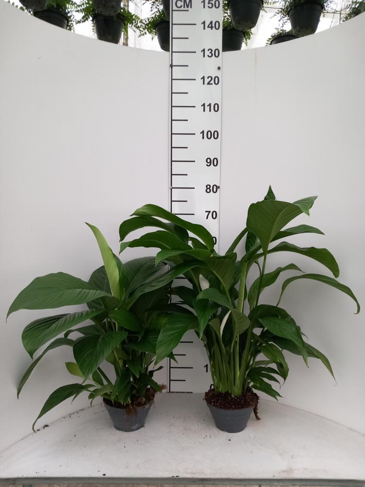 SPATIPHYLLUM PEARL CP17