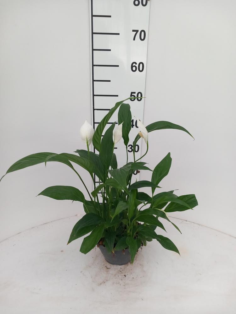 SPATIPHYLLUM PEARL CP17