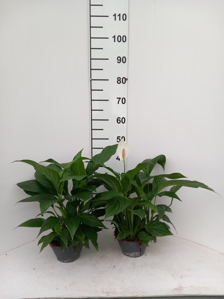 SPATIPHYLLUM PEARL CP17