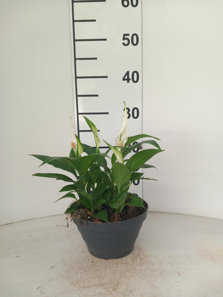 SPATIPHYLLUM PEARL CP17