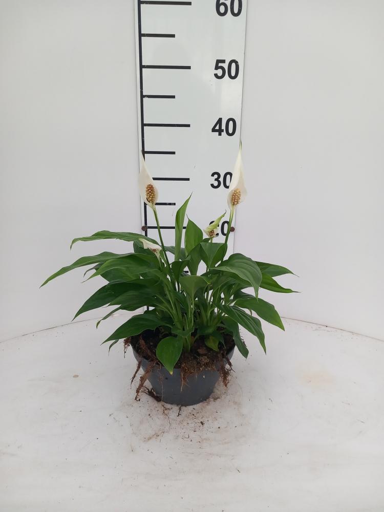 SPATIPHYLLUM PEARL CP17