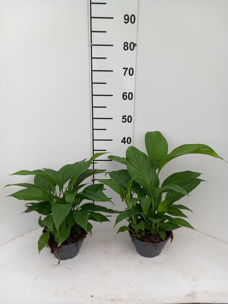 SPATIPHYLLUM PEARL CP17