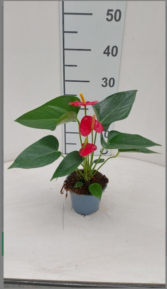 ANTHURIUM ANDREANUM VP12