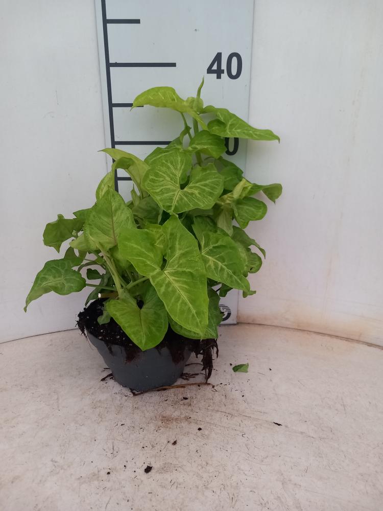 SYNGONIUM GOLDEN ALLUSION CP17