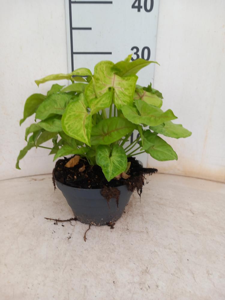 SYNGONIUM GOLDEN ALLUSION CP17