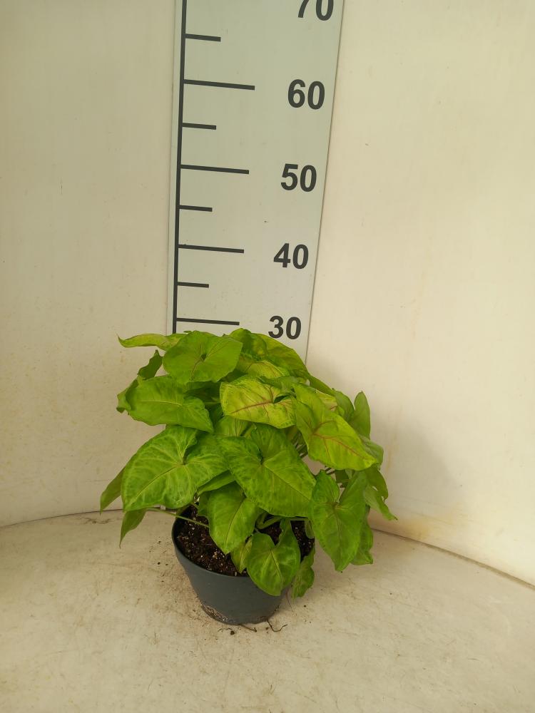 SYNGONIUM GOLDEN ALLUSION CP17