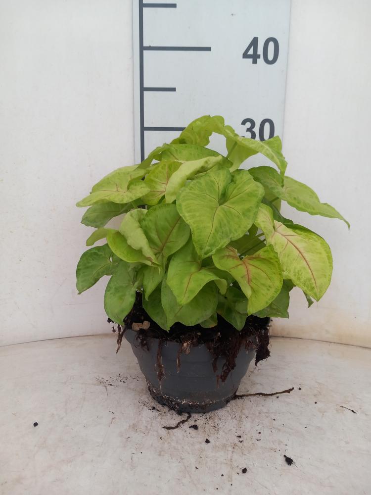 SYNGONIUM GOLDEN ALLUSION CP17