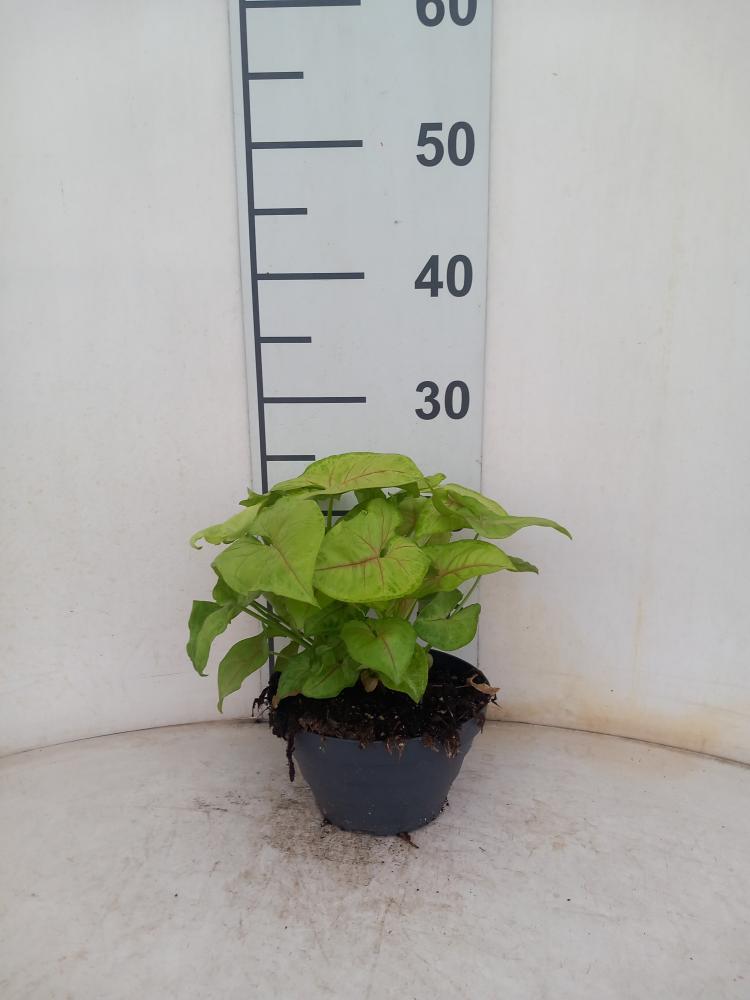 SYNGONIUM GOLDEN ALLUSION CP17