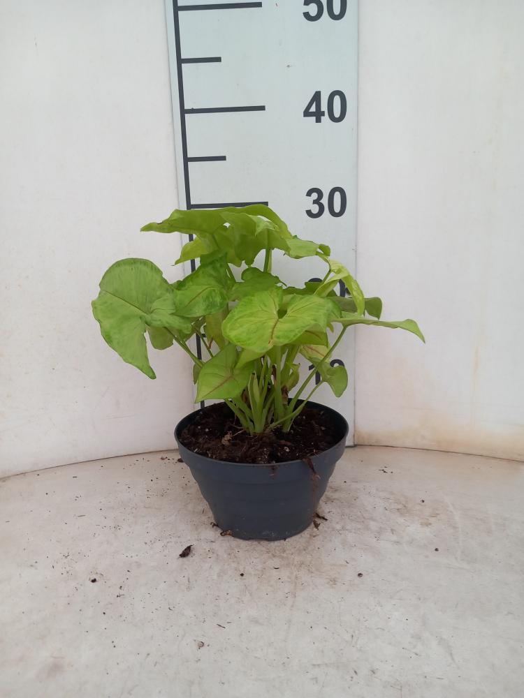 SYNGONIUM GOLDEN ALLUSION CP17