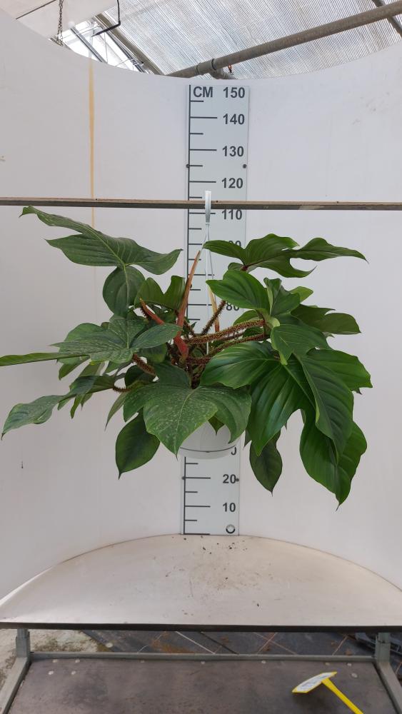 PHILODENDRON SQUAMIFER. BASKET 25