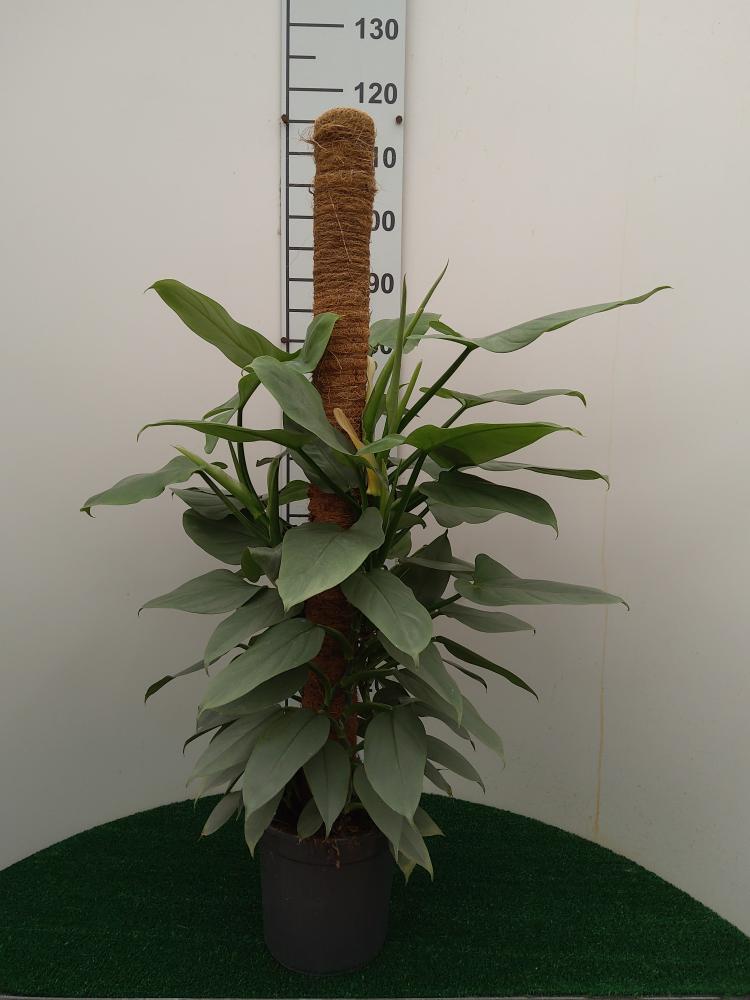 PHILODENDRON GREY H100 VP19