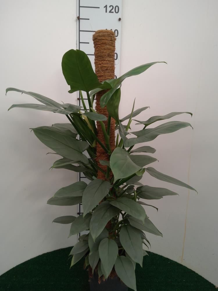 PHILODENDRON GREY H100 VP19