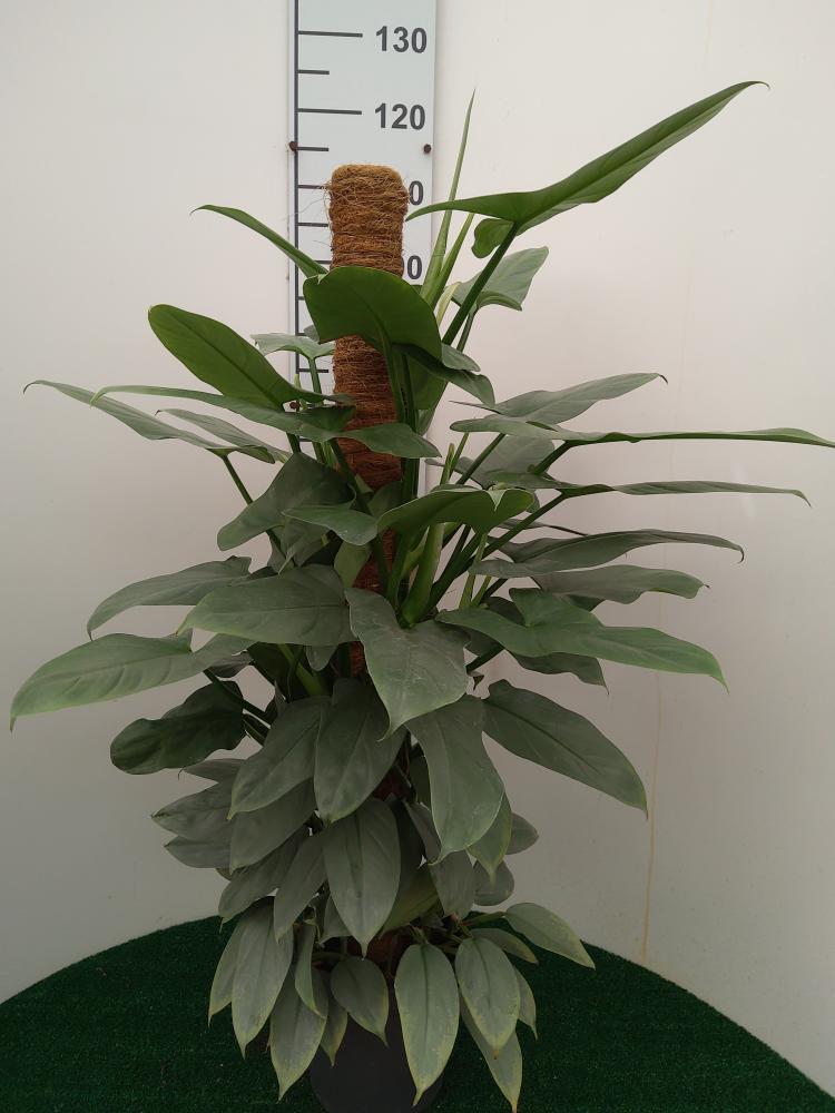 PHILODENDRON GREY H100 VP19