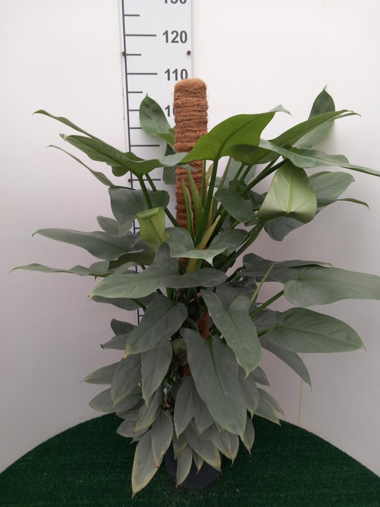 PHILODENDRON GREY H100 VP19