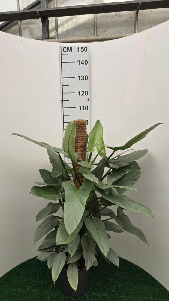 PHILODENDRON GREY H100 VP19