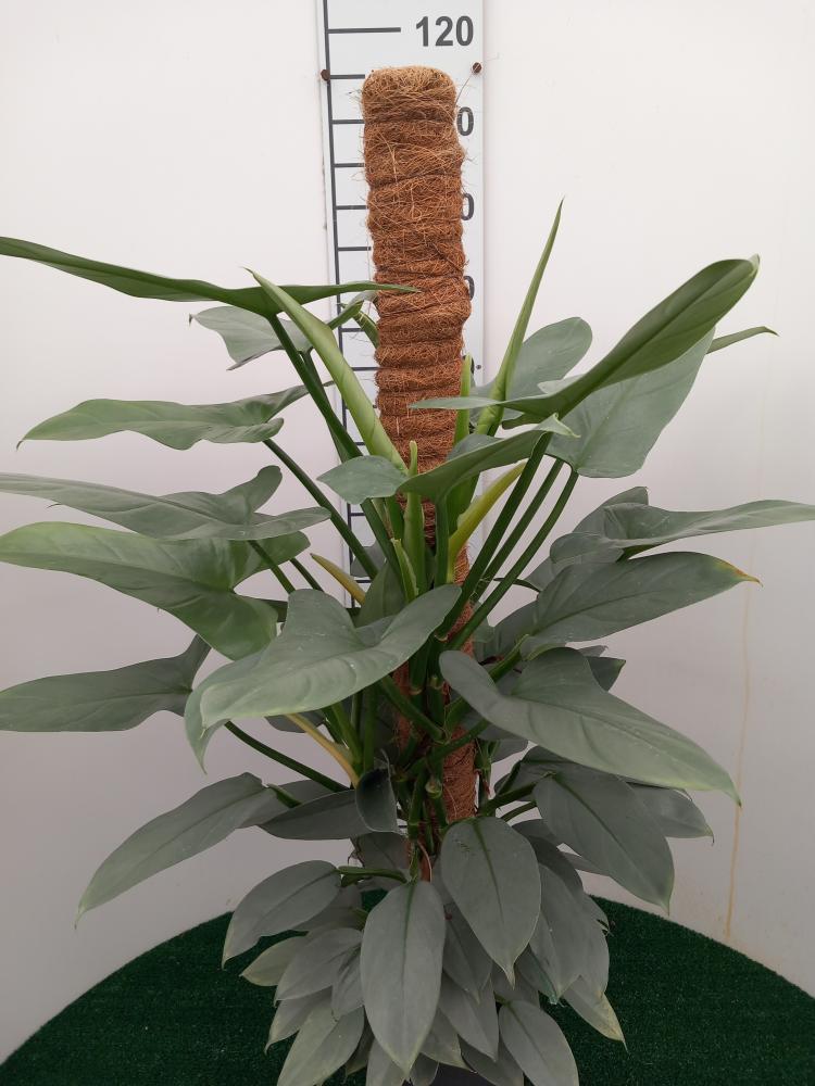 PHILODENDRON GREY H100 VP19